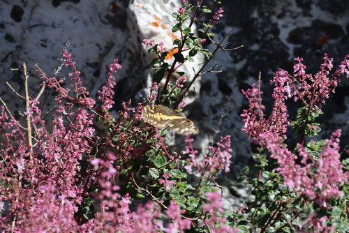 Plectranthus chimanimanensis, photograph 6