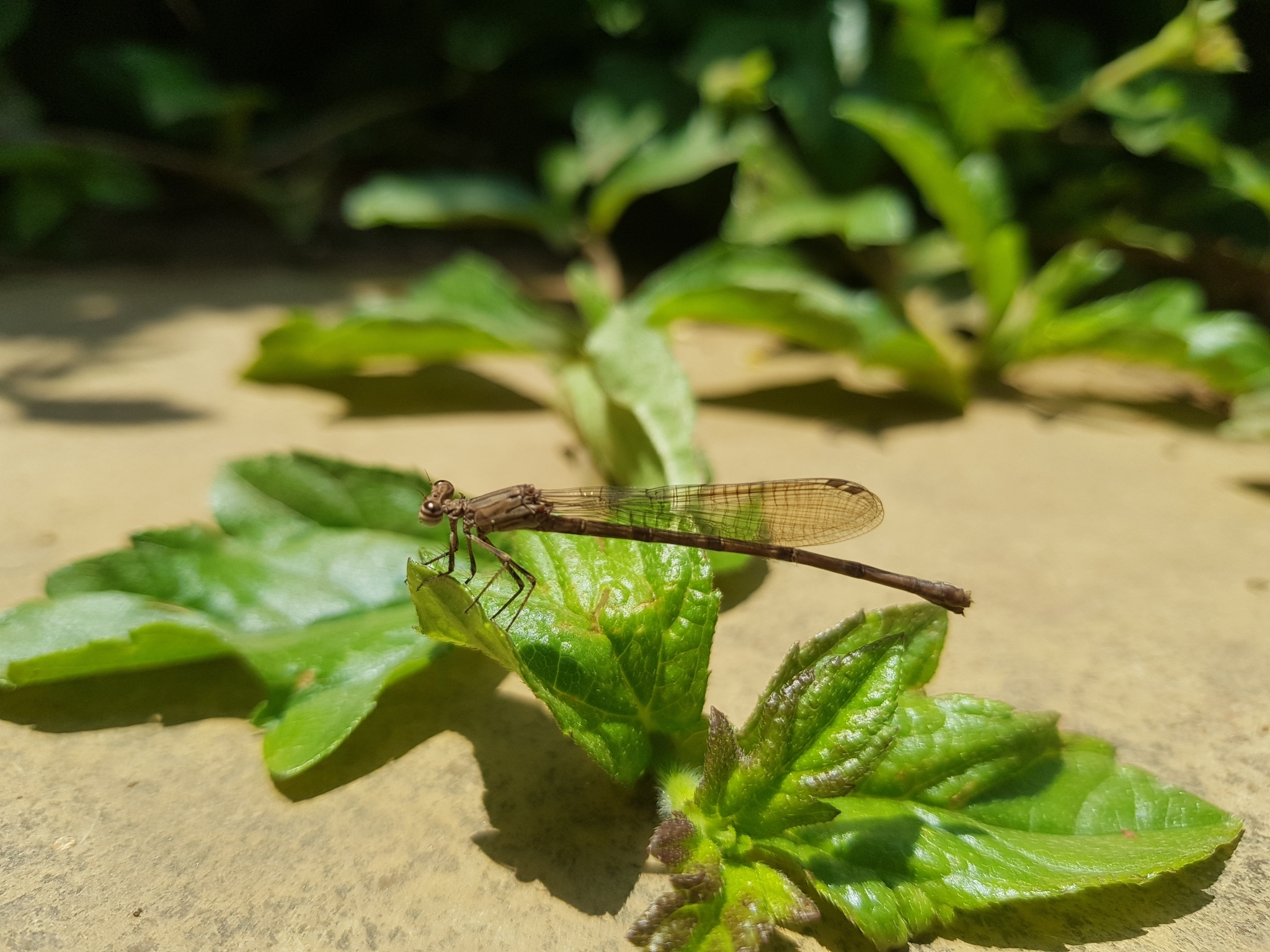 Black-Banded Threadtail