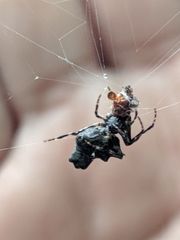 Wagneriana