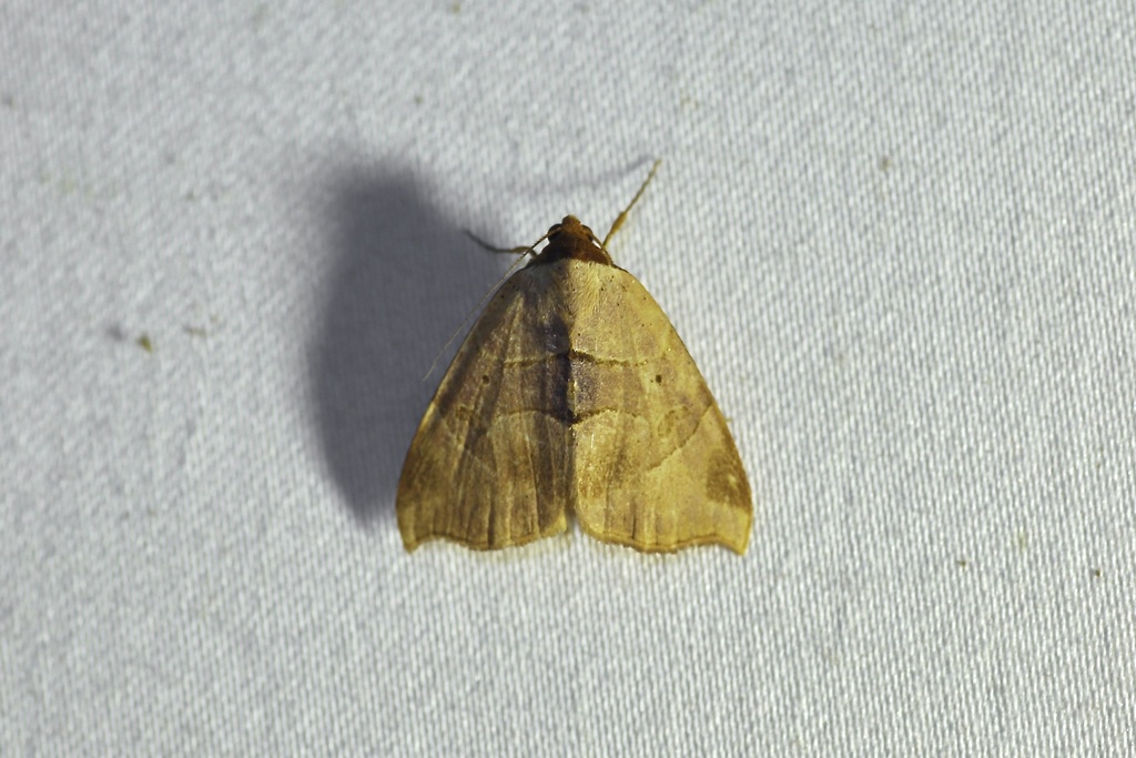 Marcipa phaeodonta