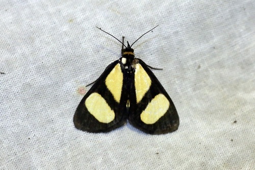 Stemonoceras xanthosoma