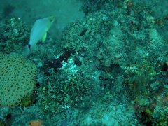 Hypoplectrus unicolor