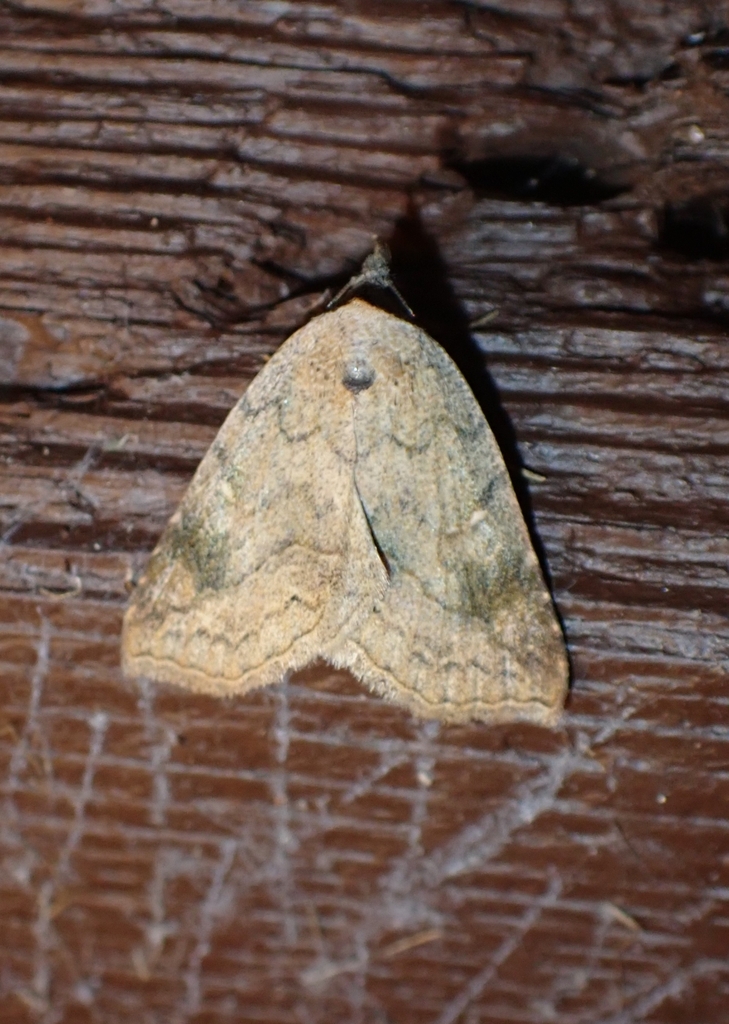 Isogona texana