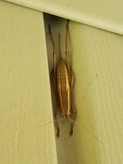 Belocephalus