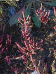 Salicornia rubra