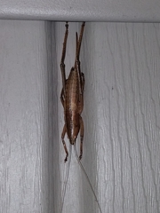 Belocephalus