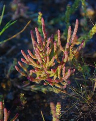 Salicornia rubra