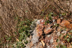 Dimelaena