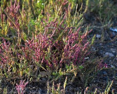 Salicornia rubra