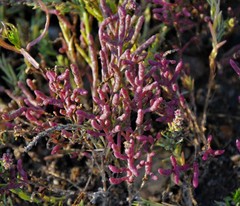 Salicornia rubra