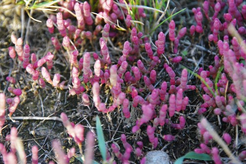 red swampfire (Salicornia rubra)