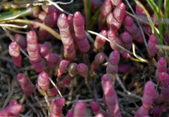 Salicornia rubra