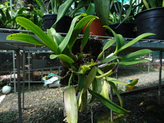 Cattleya harpophylla