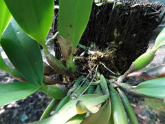 Cattleya harpophylla