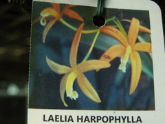 Cattleya harpophylla