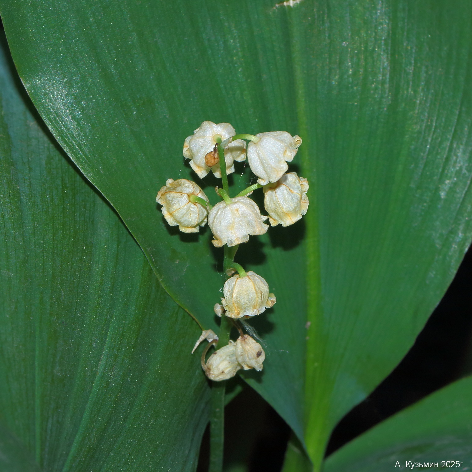 Ландыш Майский (Convallaria majalis)