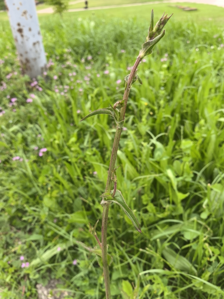Cichorium intybus