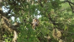 Araneus bicentenarius
