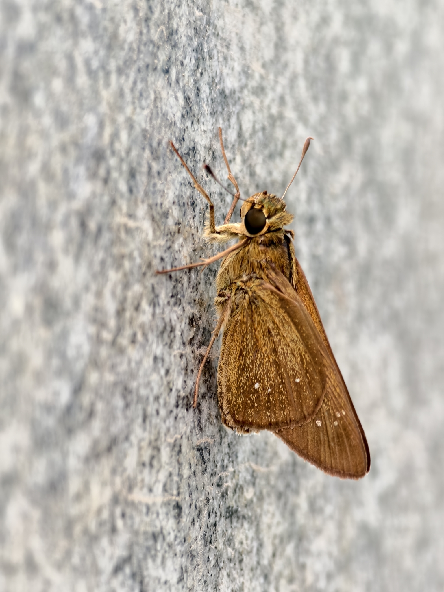 Small Branded Swift