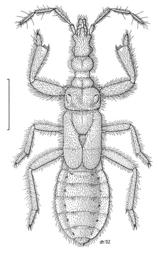 Aenictocoris powelli