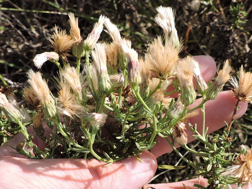 Image of Baccharis texana by (c) Sam Kieschnick, some rights reserved (CC BY)