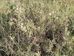 Baccharis texana