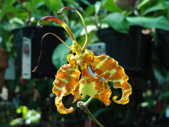 Psychopsis