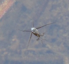 Trepobates subnitidus