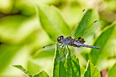 Celithemis martha