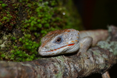 Abronia lythrochila