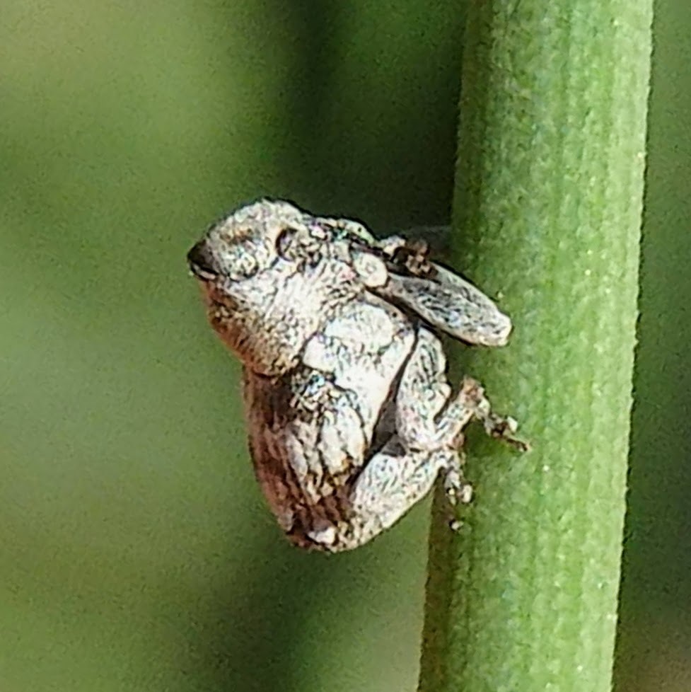 Theodorinus