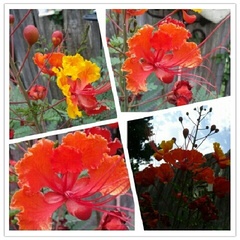 Caesalpinia pulcherrima