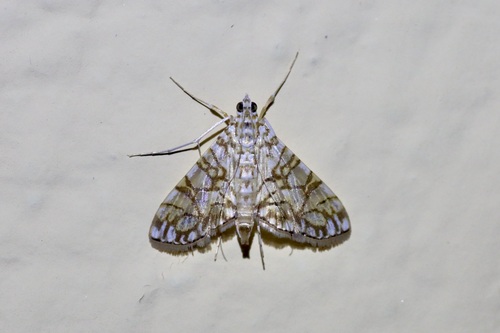 Variegated Pearl
