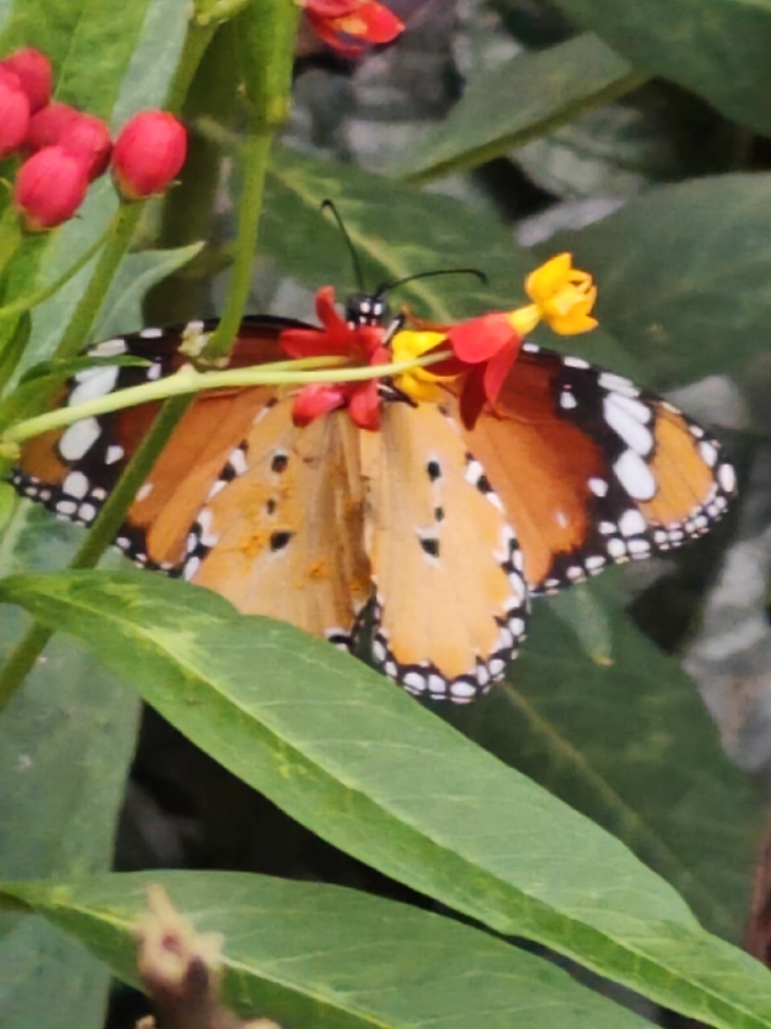 Plain Tiger