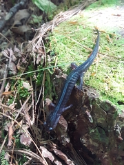 Plethodon metcalfi