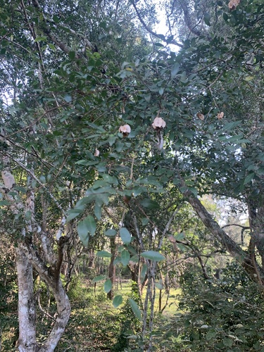 two-winged stink-bushwillow (Terminalia myrtifolia)