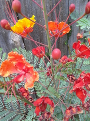 Caesalpinia pulcherrima