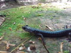 Plethodon metcalfi