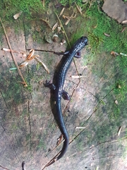 Plethodon metcalfi