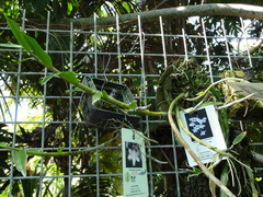 Dendrobium pulchellum