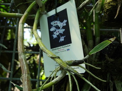 Dendrobium pulchellum