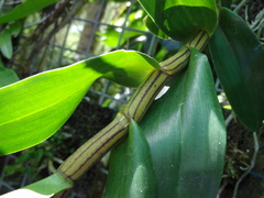 Dendrobium pulchellum