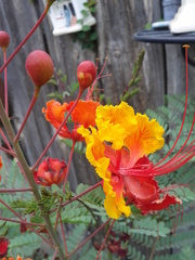 Caesalpinia pulcherrima