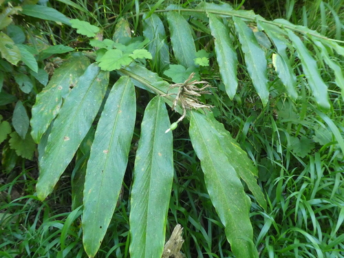 Pleated ginger (Alpinia arctiflora)