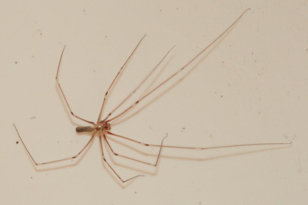 Daddy Long Legs Spider - Spiders in Sutton Massachusetts