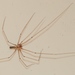 Cellar Spiders - Photo (c) Arthur Chapman, some rights reserved (CC BY-NC-SA)