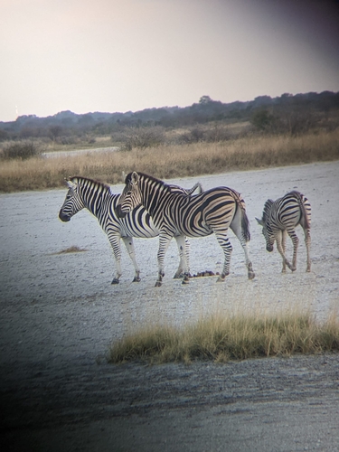 Chapman's Zebra