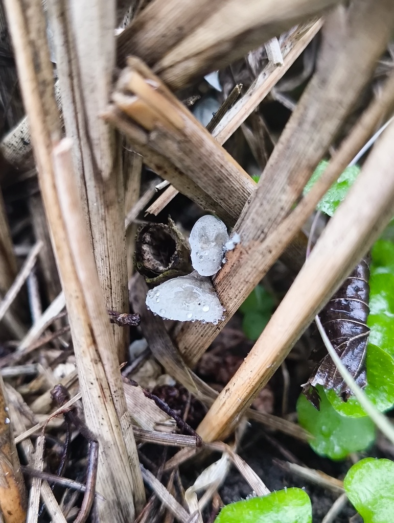Campanella tristis · April 2025 · photo: © zedt (iNaturalist, cc-by)