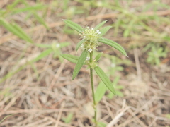 Stiff Spermacoce (Spermacoce stricta)