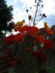 Caesalpinia pulcherrima